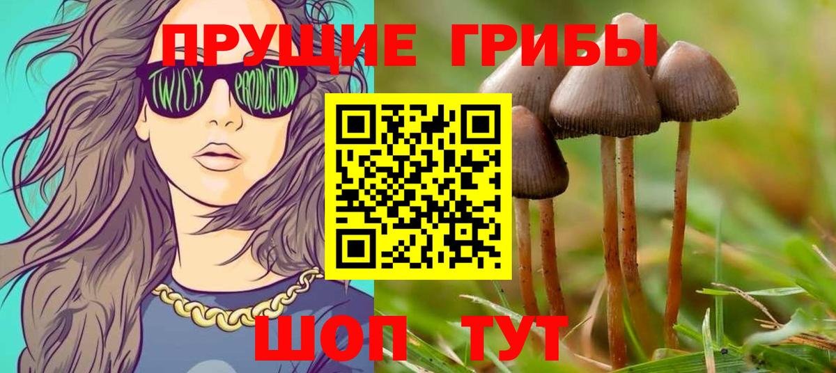 Пугачёв  Галлюциногенные грибы Psilocybine cubensis  Вход с VPN 